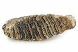 Fossil Woolly Mammoth Lower M Molar - North Sea Deposits #357039-3